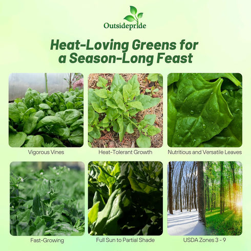 200 Outsidepride New Zealand Spinach Seeds - Pcs. Annual, Humid & Heat-Tolerant, Nutrient-Rich Herb Seeds for Planting