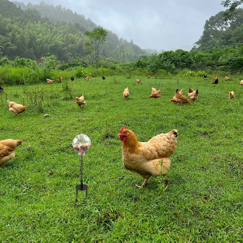 Oooct 2 Pack Chicken Pecking Toys with Swing Feeder, Coop Slow Feeder Toy for Chickens, Chicks, Ducks, Hens, Parrots