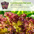 (1 Pack) Lolla Rossa Lettuce Seeds for Planting - Red Leaf Lettuce Seeds for Garden Growing, Heat Tolerant