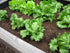 500 Iceberg Lettuce Seeds for planting - Heirloom Non-GMO USA Grown Premium Vegetable Seeds for Planting Home Garden