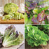 Pack 8 Packets Seed Needs Lettuce Seeds Variety for Planting a Collection of Individual Varieties - Includes Romaine