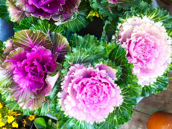 Colorful Japanese Ornamental Cabbage Osaka Mix Decorative Seeds for Planting 50+ Seeds