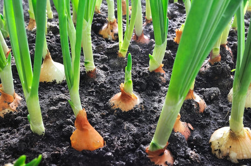 Sunutri Seeds 200+ Onion Seeds, Yellow Sweet Spanish, Heirloom, Non GMO Seeds, Allium cepa