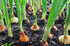 Sunutri Seeds Pack 4 Onion Seeds Variety for Planting Heirloom Non-GMO Varieties: Evergreen Bunching, Red Creole, White