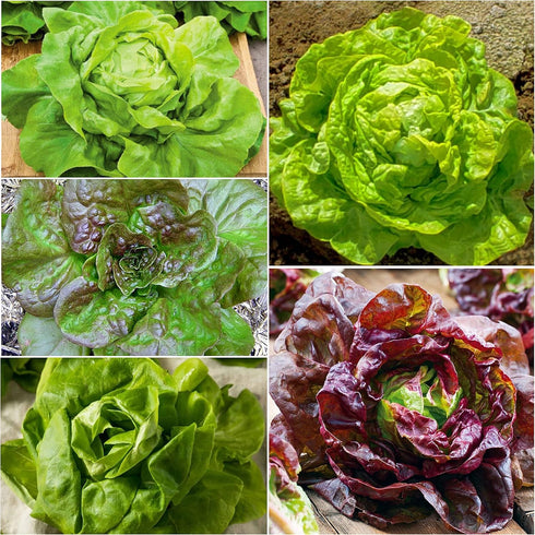 Pack 5 Packets 4 Seed Needs Butterhead Lettuce Seeds Variety for Planting a Collection of Individual Varieties