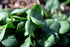 SeedsUA 300 Year-Round Giant Spinach Seeds Green Heirloom Vegetable for Planting Non GMO Seeds