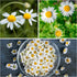 (1 Pack) Seed Needs Roman Chamomile Seeds for Planting - Non-GMO, Heirloom & Untreated - Grow a Home Grown Medicinal