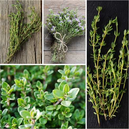 (1 Pack) Seed Needs Thyme Seeds for Planting - Non-GMO Heirloom & Untreated Perennial Herb Seed to Plant a Culinary