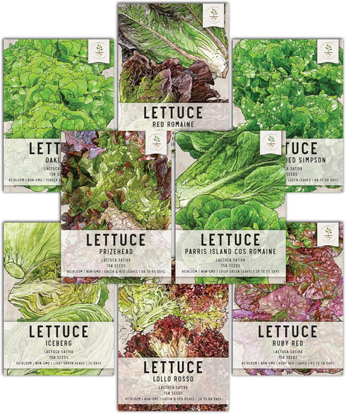 Seed Needs Lettuce Seeds Variety Pack for Planting a Collection of 8