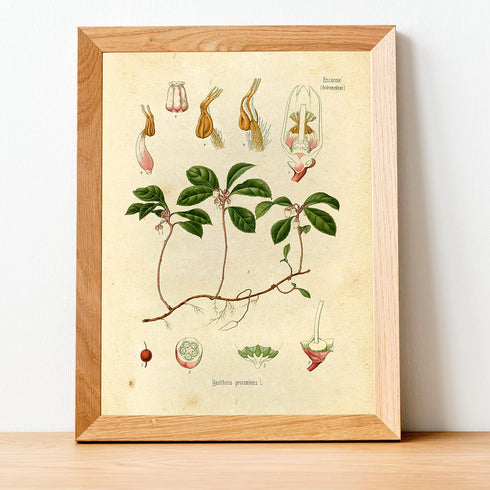 Ink Inc. Botanical Prints Wall Art, Medicinal Plants and Herbs, Set of 9, 5x7 Inches, Unframed