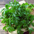 (1 Pack) Seed Needs Italian Flat Leaf Parsley Seeds for Planting - Non-GMO, Heirloom & Untreated - Culinary Herbs