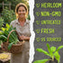 (1 Pack) Seed Needs Culantro Seeds for Planting Mexican Coriander - Non-GMO Heirloom & Untreated Culinary/Medicinal