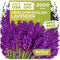 KVITER 2000 English Lavender Seeds for Planting Outdoor & Indoor (Lavandula angustifolia)