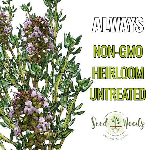 (1 Pack) Seed Needs Thyme Seeds for Planting - Non-GMO Heirloom & Untreated Perennial Herb Seed to Plant a Culinary
