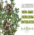 (1 Pack) Seed Needs Thyme Seeds for Planting - Non-GMO Heirloom & Untreated Perennial Herb Seed to Plant a Culinary
