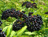 90% Gaea's Blessing Seeds - Elderberry Seeds - American Black Elderberry Heirloom - Non-GMO Seeds with Easy to Follow