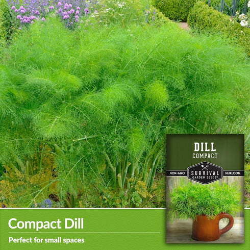 (1 Pack) Compact Dill Seeds for Planting Dwarf Dill for Containers & Small-Space Gardens High Germination Heirloom