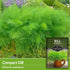 (1 Pack) Compact Dill Seeds for Planting Dwarf Dill for Containers & Small-Space Gardens High Germination Heirloom