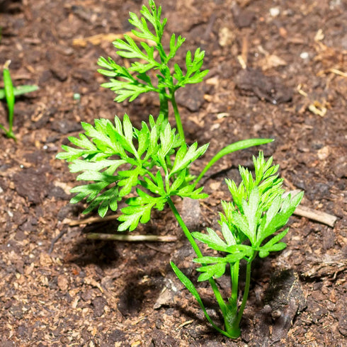 (1 Pack) Seed Needs Carrot Seeds for Planting Paris Market Carrots - Non-GMO Heirloom & Untreated Annual Cool Weather