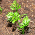 (1 Pack) Seed Needs Carrot Seeds for Planting Paris Market Carrots - Non-GMO Heirloom & Untreated Annual Cool Weather