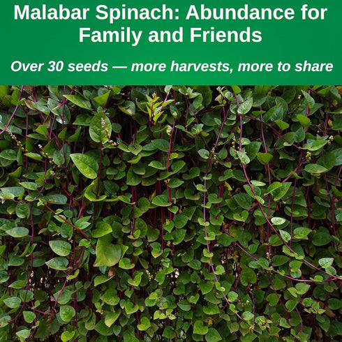 30 1 Packet TKE Farms & Gardens - Red Malabar Spinach Seeds for Planting, Heirloom Non-GMO Climbing Spinach, Nutritious