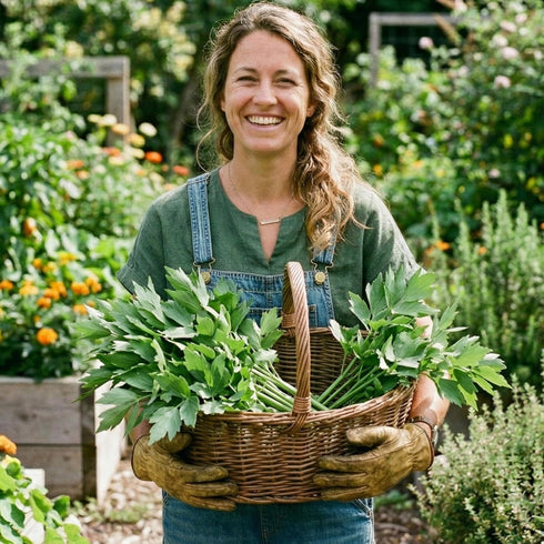 (1 Pack) Seed Needs Lovage Seeds for Planting - Non-GMO Heirloom & Untreated Herbs to Plant a Medicinal/Culinary Home