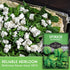 (1 Pack) Bloomsdale Spinach Seeds for Planting | Heirloom Non-GMO Variety for Home Vegetable Gardens Cold Hardy, Fast