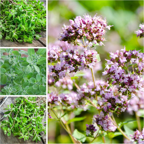 (1 Pack) Seed Needs Sweet Marjoram Seeds for Planting - Heirloom, Non-GMO & Untreated - Perennial Culinary & Medicinal