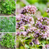(1 Pack) Seed Needs Sweet Marjoram Seeds for Planting - Heirloom, Non-GMO & Untreated - Perennial Culinary & Medicinal