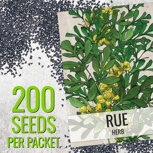 (2 Packs) Seed Needs Rue Seeds for Planting - Non-GMO Heirloom & Untreated Perennial Herb Seed to Plant a Home Grown