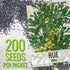 (2 Packs) Seed Needs Rue Seeds for Planting - Non-GMO Heirloom & Untreated Perennial Herb Seed to Plant a Home Grown