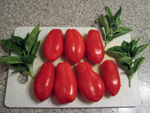 (2) 4" 8" 4" Inch Clovers Garden San Marzano Tomatoes Two Live Plants Non-GMO - Not Seeds - Each to Tall in Pots