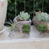 Nwsrayu Himmeli 5pcs) Geometric Air Plant Holder Airplants Rack Metal Plants Stand Planter Shelves Living Decor