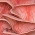 (4 lbs) North Spore Organic Pink Oyster Mushroom Spray & Grow Kit | USDA-Certified Organic, Non-GMO, Beginner-Friendly