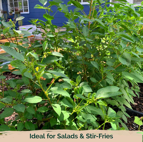3000 KVITER Molokhia Egyptian Spinach Seeds (Corchorus Olitorius) - a.k.a Jute Leaves Seeds, Ewedu, Rau Day, Saluyot