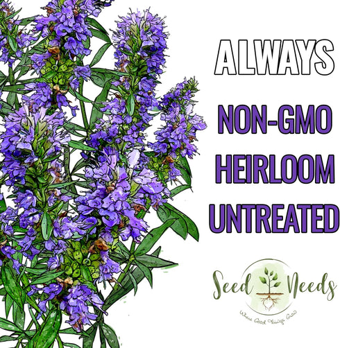 (1 Pack) Seed Needs Hyssop Seeds for Planting Blue Hyssop Herbs - Non-GMO Heirloom & Untreated Hyssopus officinalis