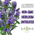 (1 Pack) Seed Needs Hyssop Seeds for Planting Blue Hyssop Herbs - Non-GMO Heirloom & Untreated Hyssopus officinalis