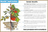 (1 MaterAid Tomato Fertilizer - Organic Plant Food for Feeding & Growing Tomatoes Quart)- Tomato Food Suitable for All