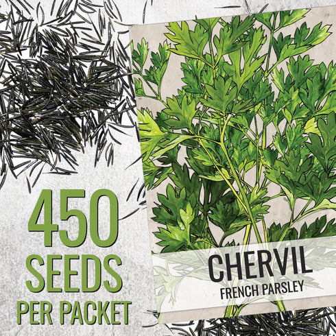 (1 Pack) Seed Needs Chervil Seeds for Planting - Non-GMO, Heirloom & Untreated Annual Herbs - Grow an Indoor/Outdoor