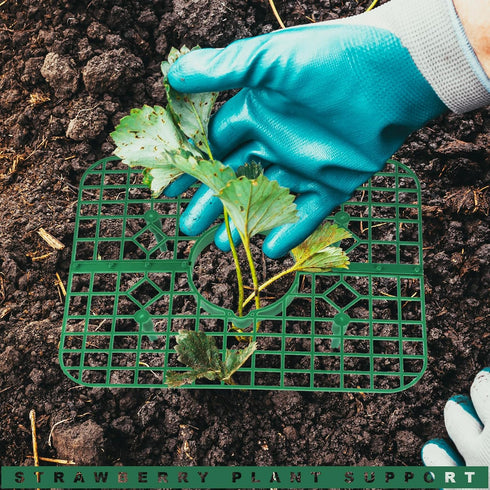 Qumenan 5 Pack 4 Strawberry Plant Support Square Strawberry Supports for Garden Green Holder Plastic Stand with Sturdy