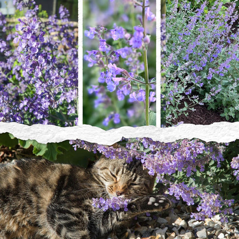 (1 Pack) Seed Needs Catmint Seeds for Planting an Indoor/Outdoor Herb Garden - Non-GMO Heirloom & Untreated Herbal