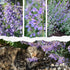 (1 Pack) Seed Needs Catmint Seeds for Planting an Indoor/Outdoor Herb Garden - Non-GMO Heirloom & Untreated Herbal