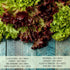 Pack 8 Packets Seed Needs Lettuce Seeds Variety for Planting a Collection of Individual Varieties - Includes Romaine