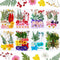 Nuanchu 200 Pcs Dried Pressed Flowers for Crafts, Natural Real Leaves Bulk for DIY Art Jewelry Making