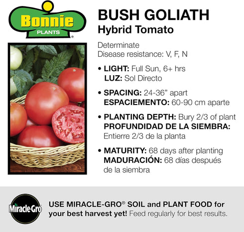 19.3 oz., 4-Pack Bonnie Plants Bush Goliath Tomato, Live Plant