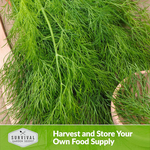 (1 Pack) Compact Dill Seeds for Planting Dwarf Dill for Containers & Small-Space Gardens High Germination Heirloom
