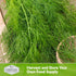 (1 Pack) Compact Dill Seeds for Planting Dwarf Dill for Containers & Small-Space Gardens High Germination Heirloom
