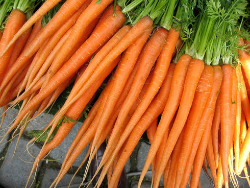 1.5g 91% Gaea's Blessing Seeds - Carrot Seeds - Tendersweet - Non-GMO Seeds with Easy to Follow Planting Instructions