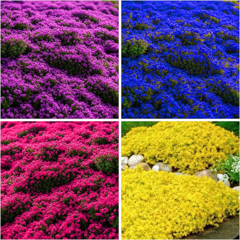 6000+ Mixed Creeping Thyme Seeds for Planting - Heirloom Flowers Perennial Thyme Non-GMO Thymus Serpyllum Seed Ground