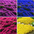 6000+ Mixed Creeping Thyme Seeds for Planting - Heirloom Flowers Perennial Thyme Non-GMO Thymus Serpyllum Seed Ground